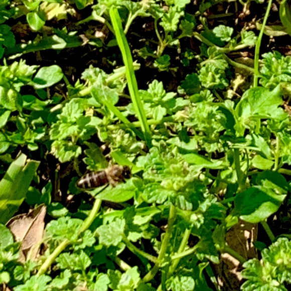 Meet your Posher, Leticia - Picture 1 of 1